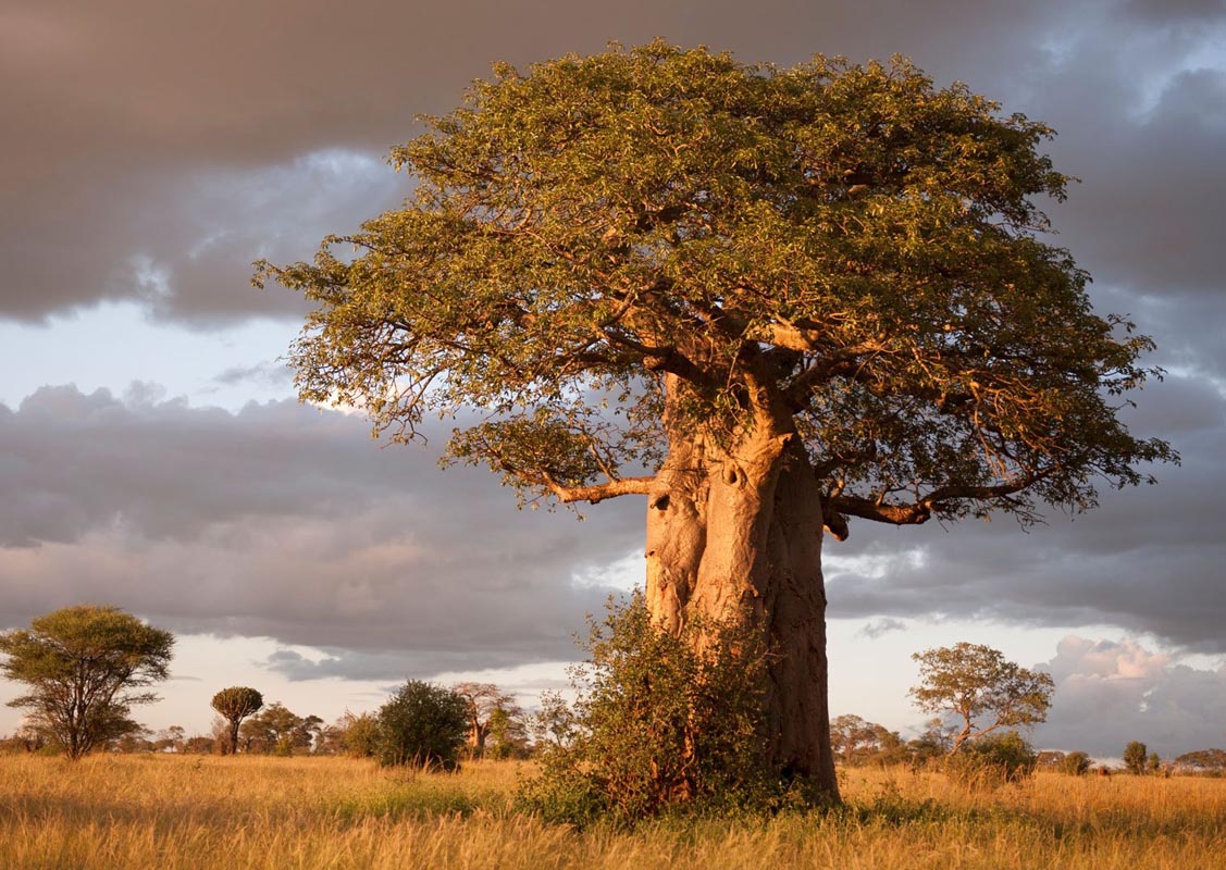 Tarangire National Park