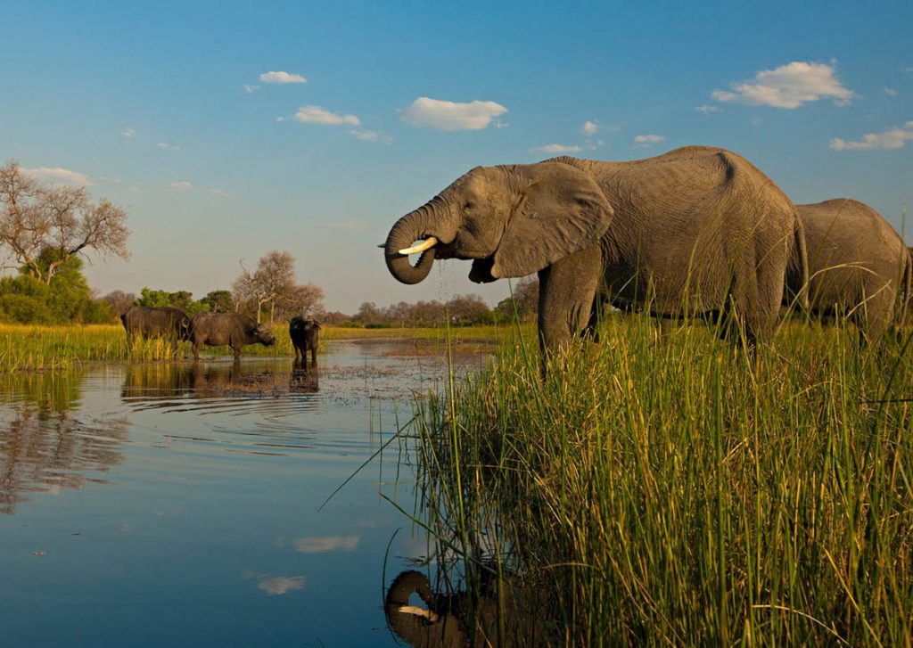 Northern Tanzania Safaris