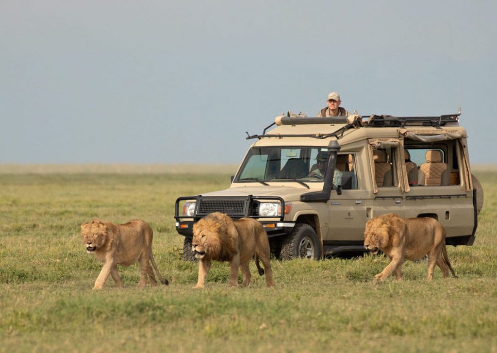 Tanzania mid range safari