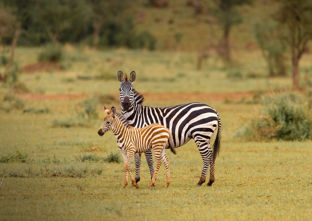 Tarangire, Ngorongoro crater and Lake Manyara Safari