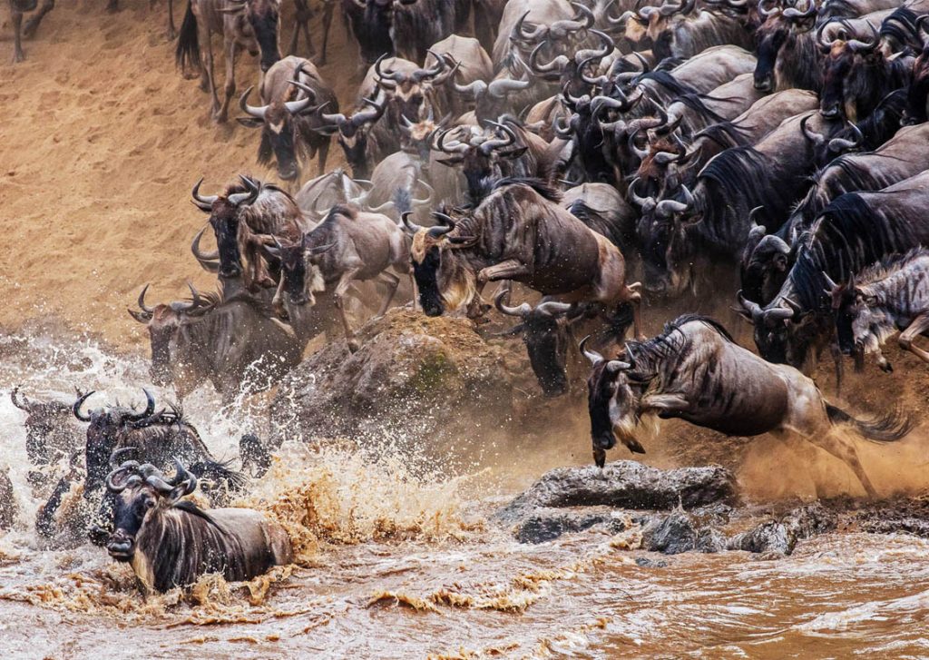 wildebeest Crossing Safari